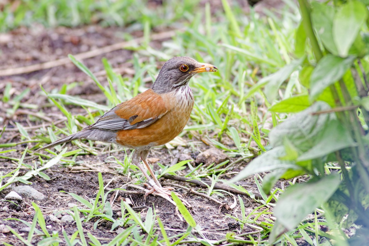 Rufous-backed Robin - ML638657228