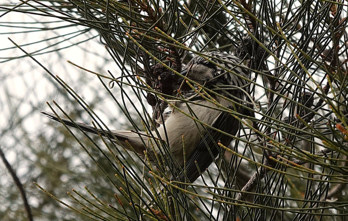 Striped Honeyeater - ML638657284