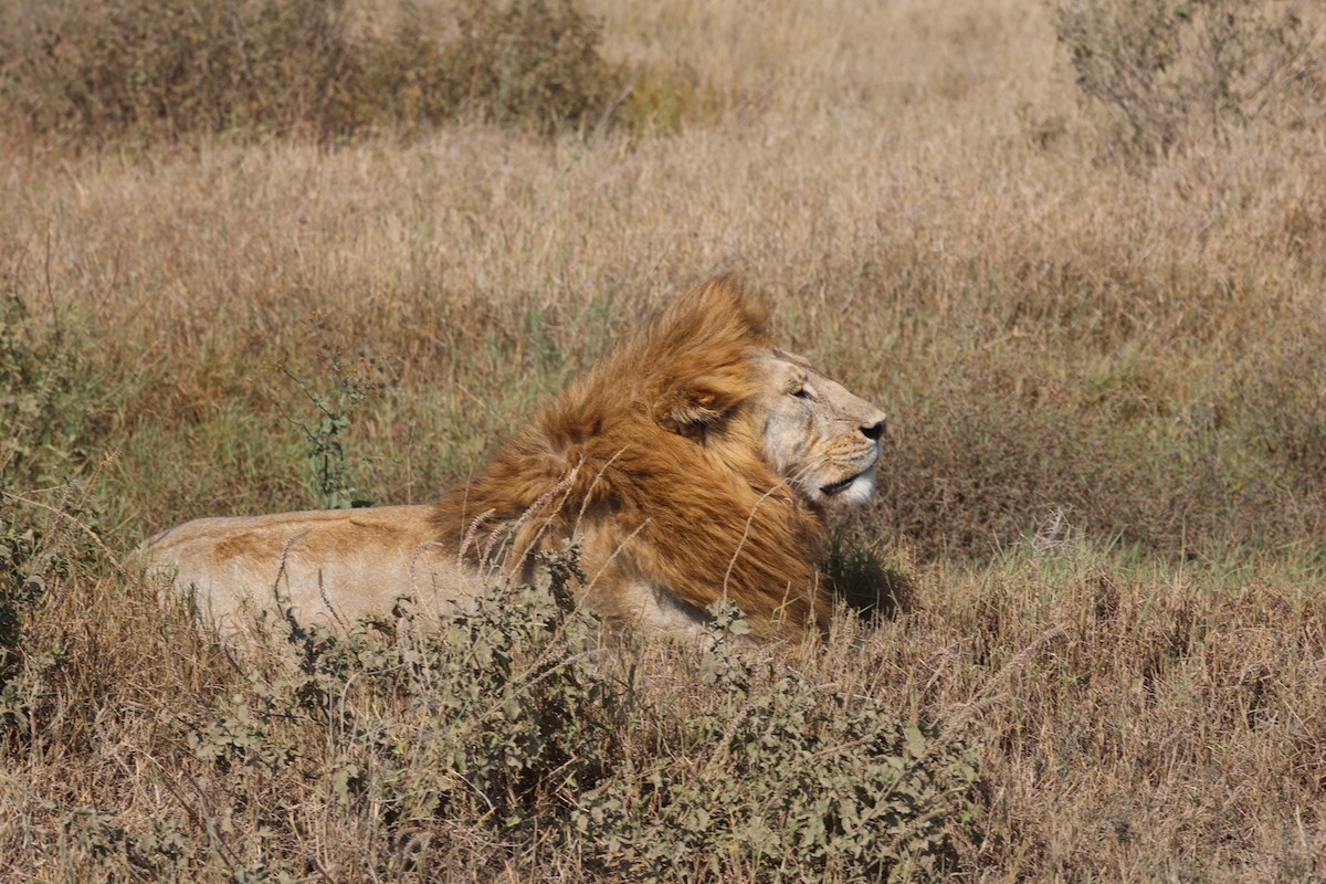 Lion - ML638657285
