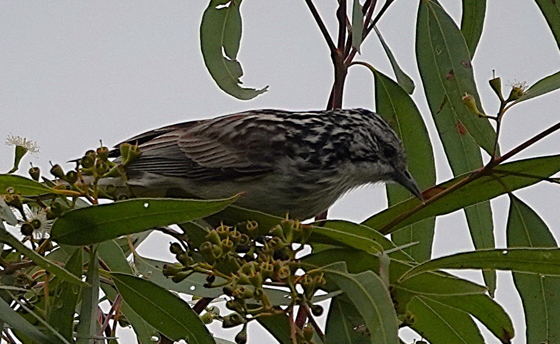 Striped Honeyeater - ML638657290
