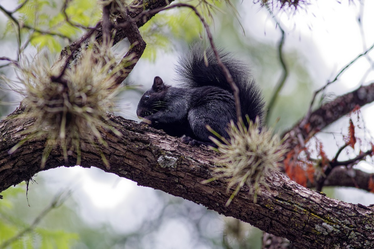Red-bellied Squirrel - ML638657306