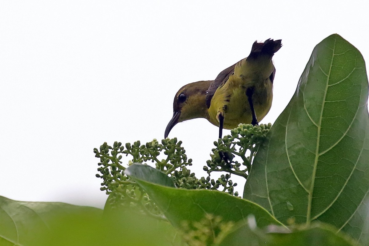 Palawan Sunbird - ML638657330