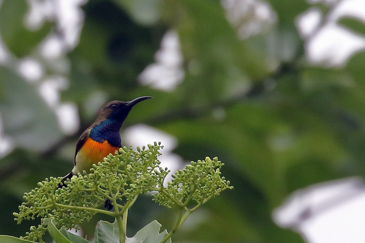 Palawan Sunbird - ML638657331