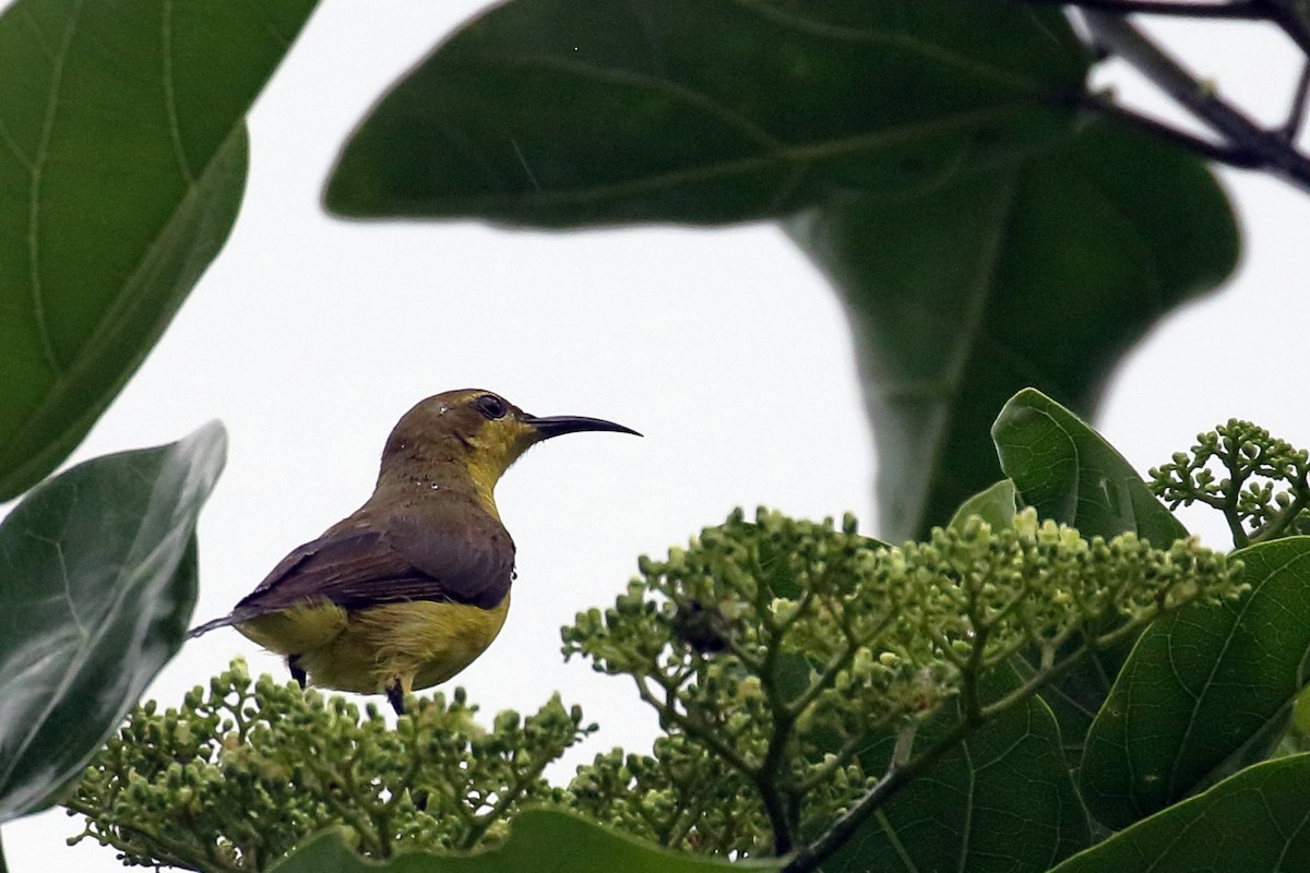 Palawan Sunbird - ML638657332