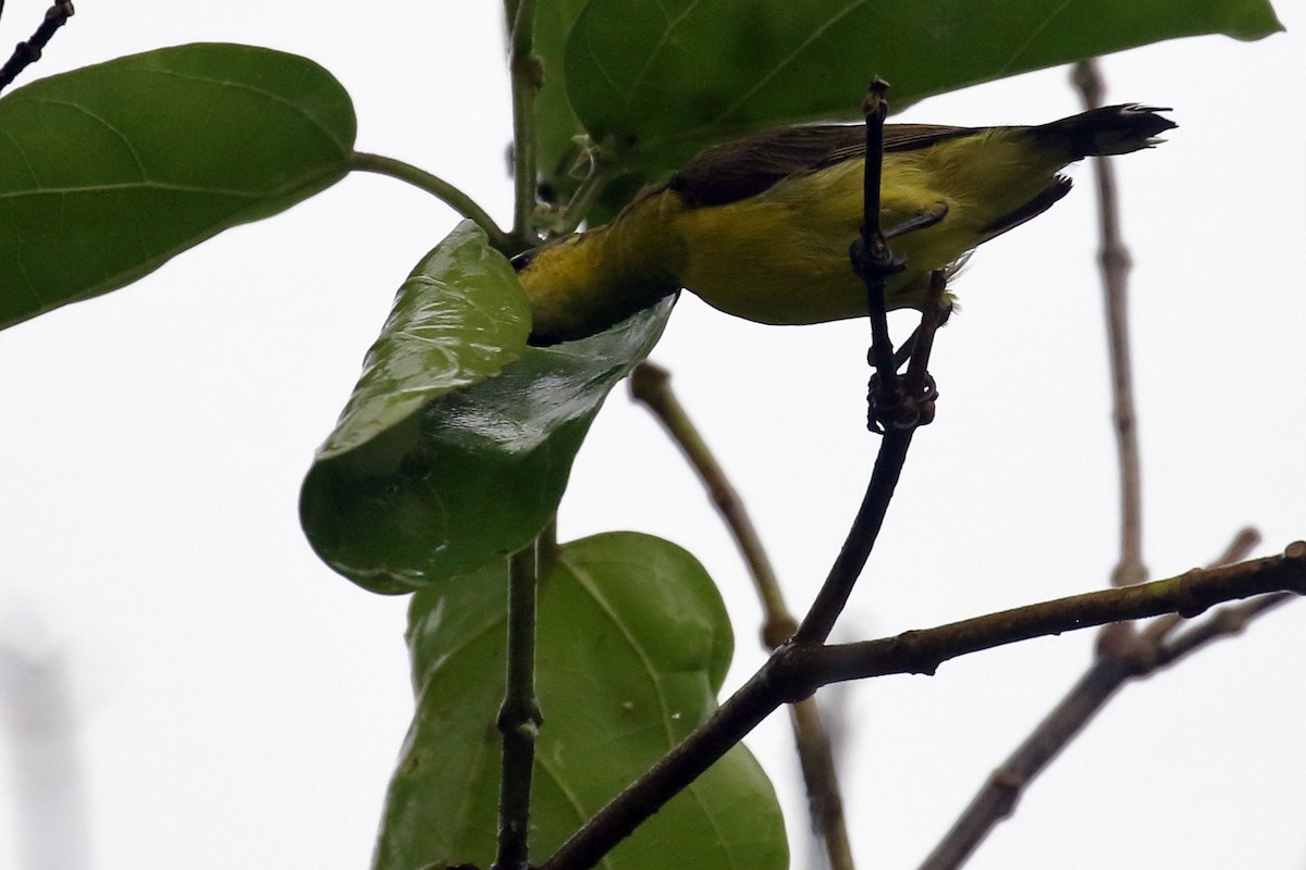 Palawan Sunbird - ML638657333