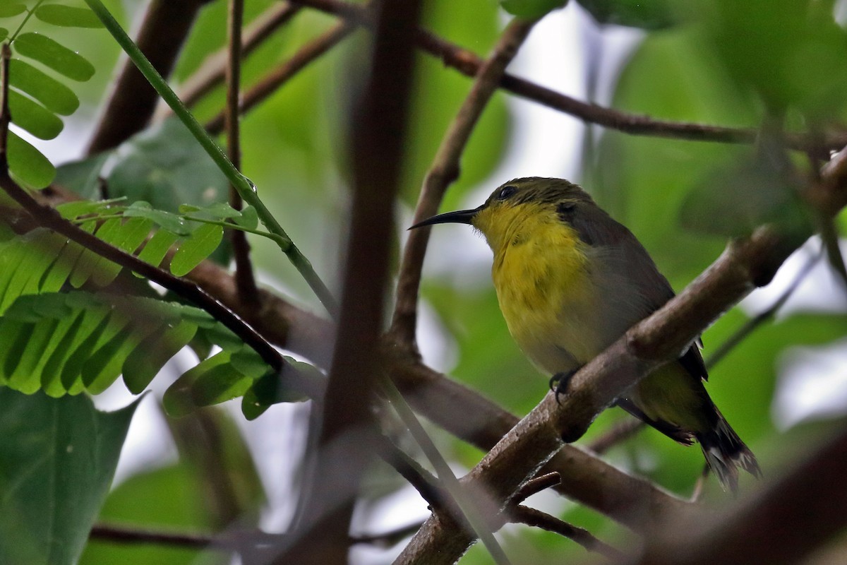 Palawan Sunbird - ML638657334