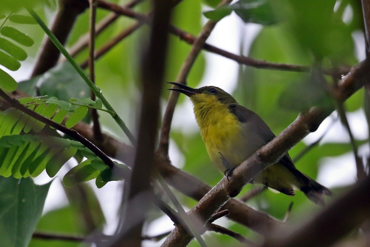Palawan Sunbird - ML638657335