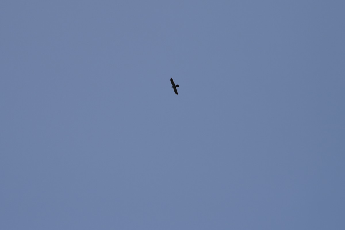 Mississippi Kite - ML638657362