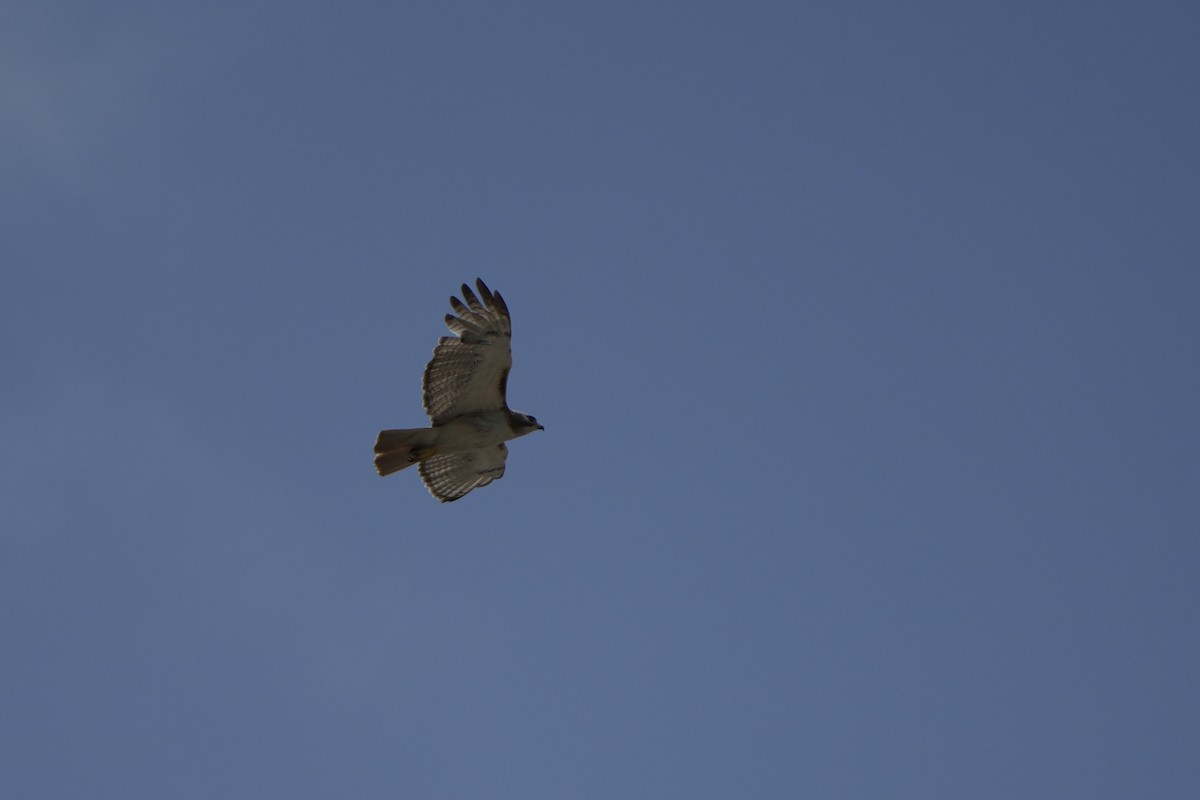 Red-tailed Hawk - ML638657367