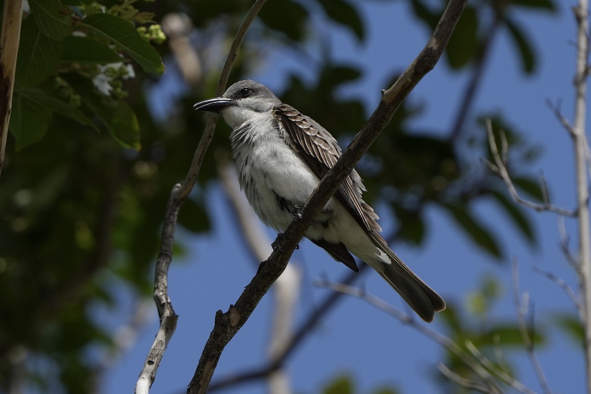 Gray Kingbird - ML638657374