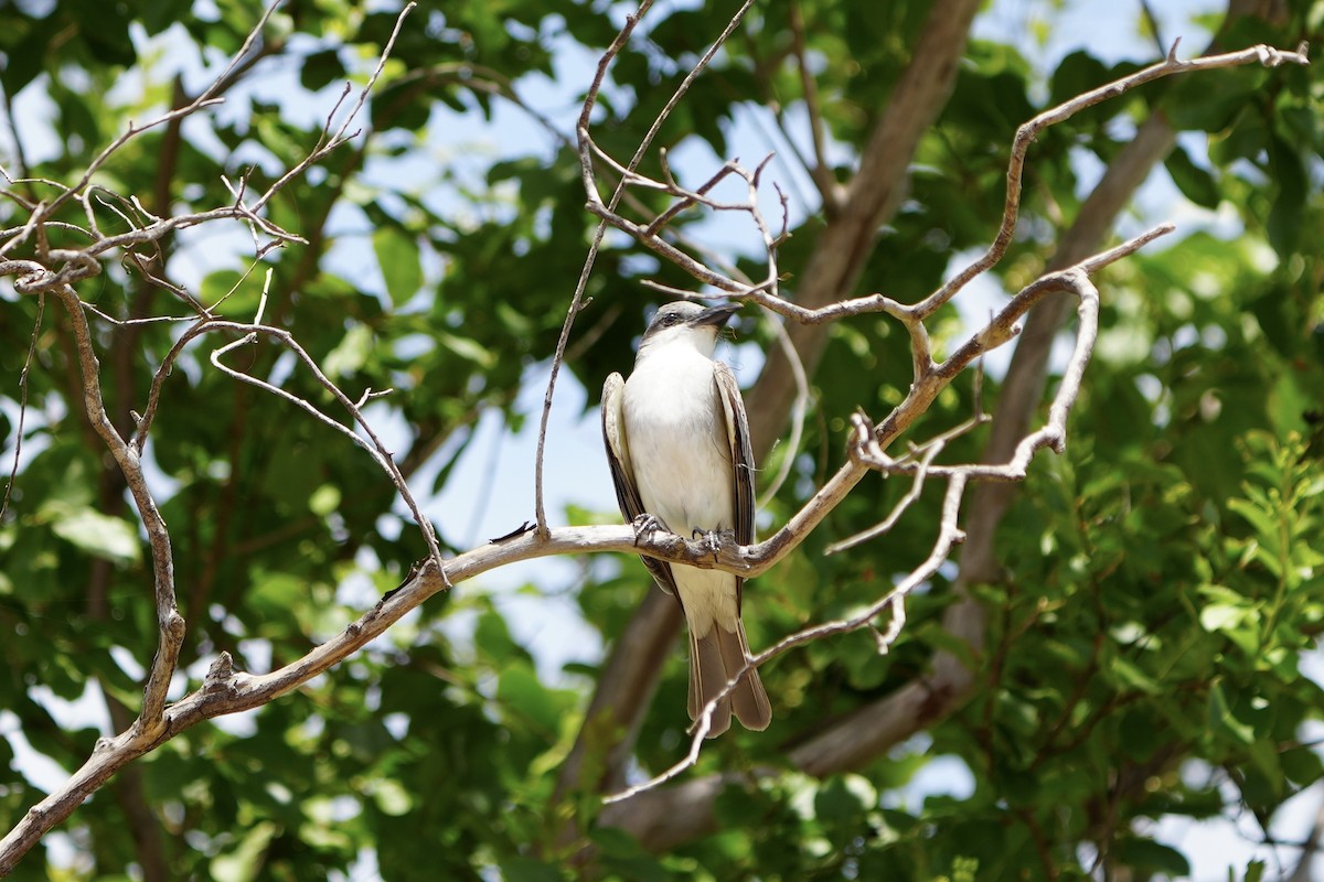 Gray Kingbird - ML638657375