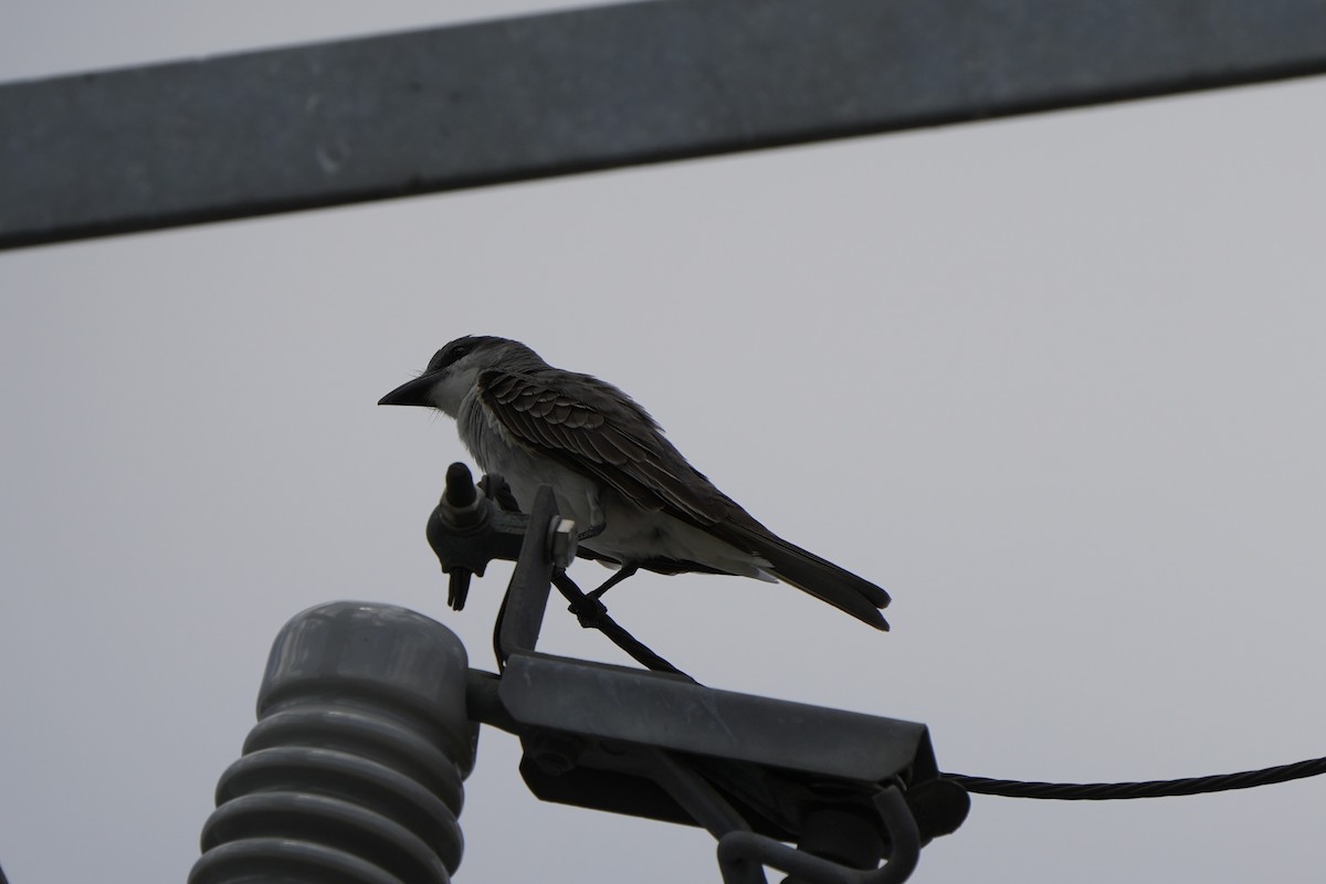 Gray Kingbird - ML638657379