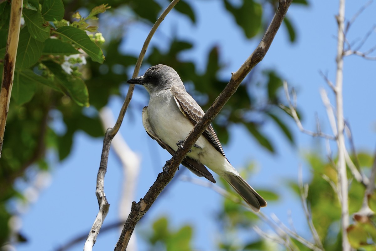 Gray Kingbird - ML638657380
