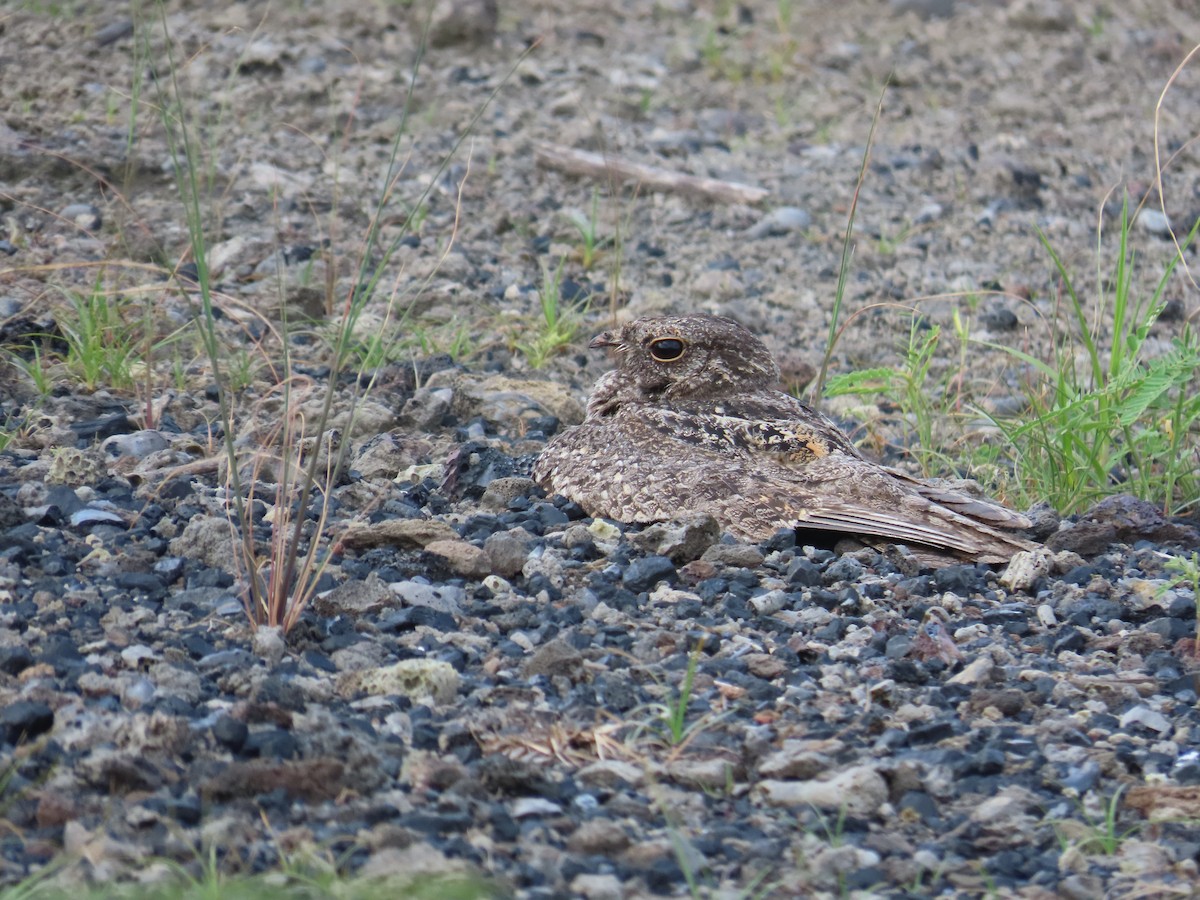 Savanna Nightjar - ML638657395