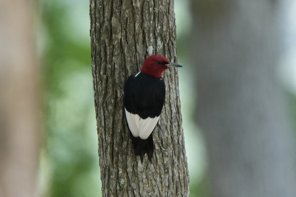Red-headed Woodpecker - ML638657423