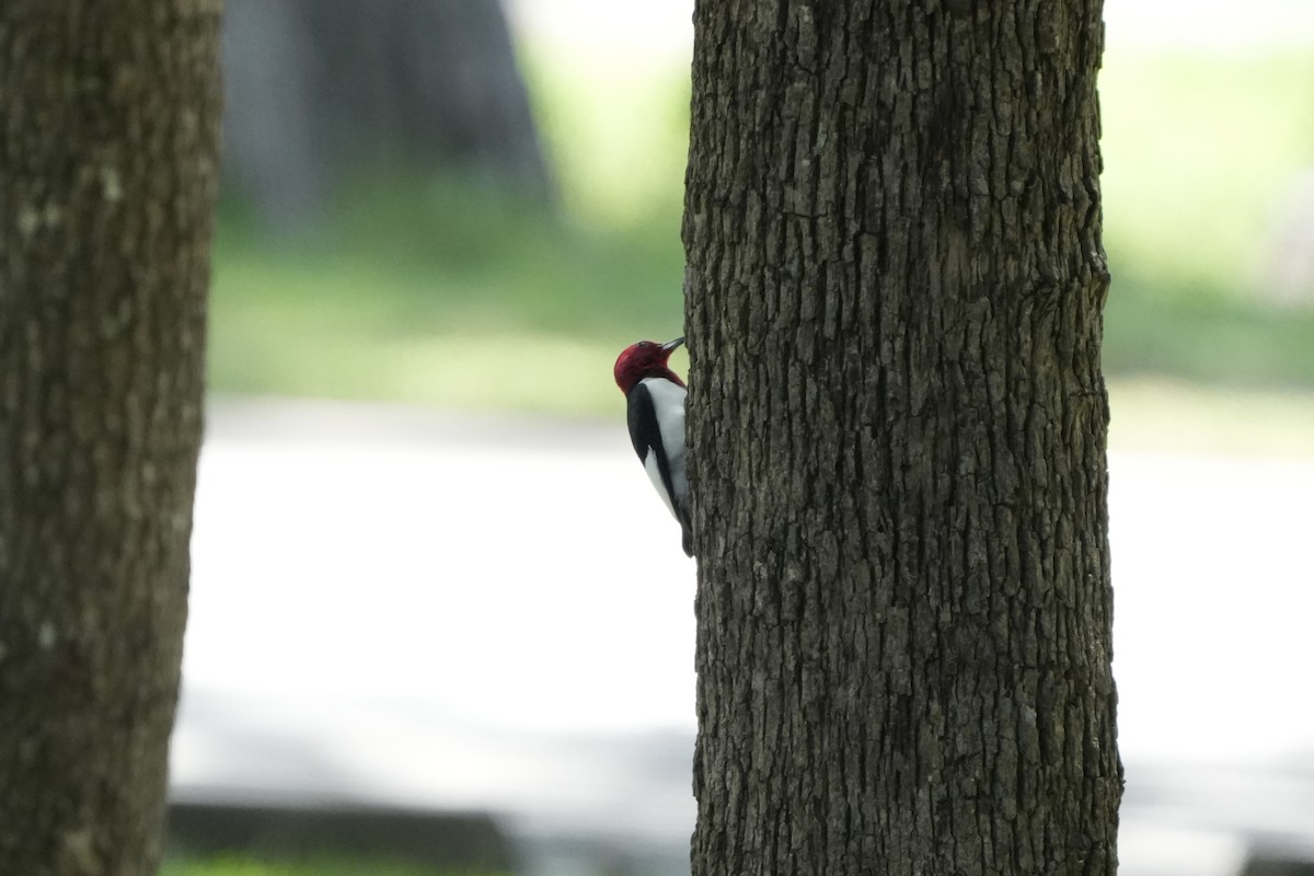 Red-headed Woodpecker - ML638657424