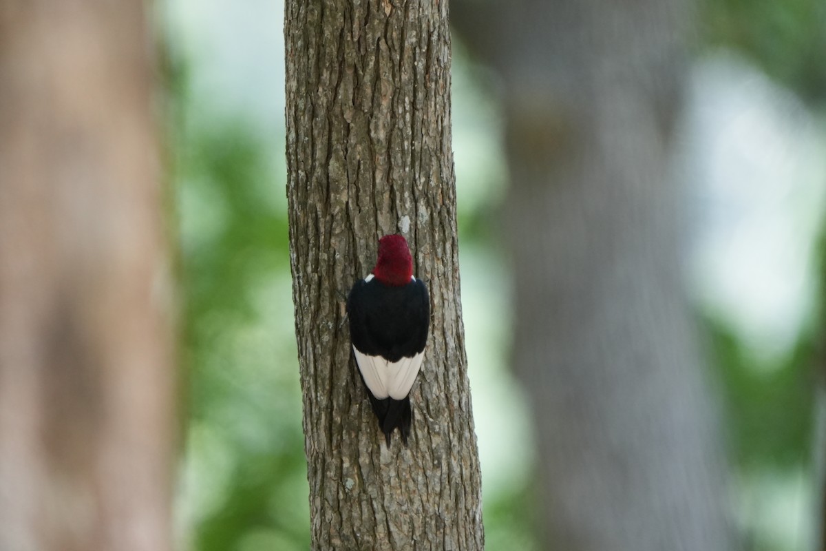 Red-headed Woodpecker - ML638657426