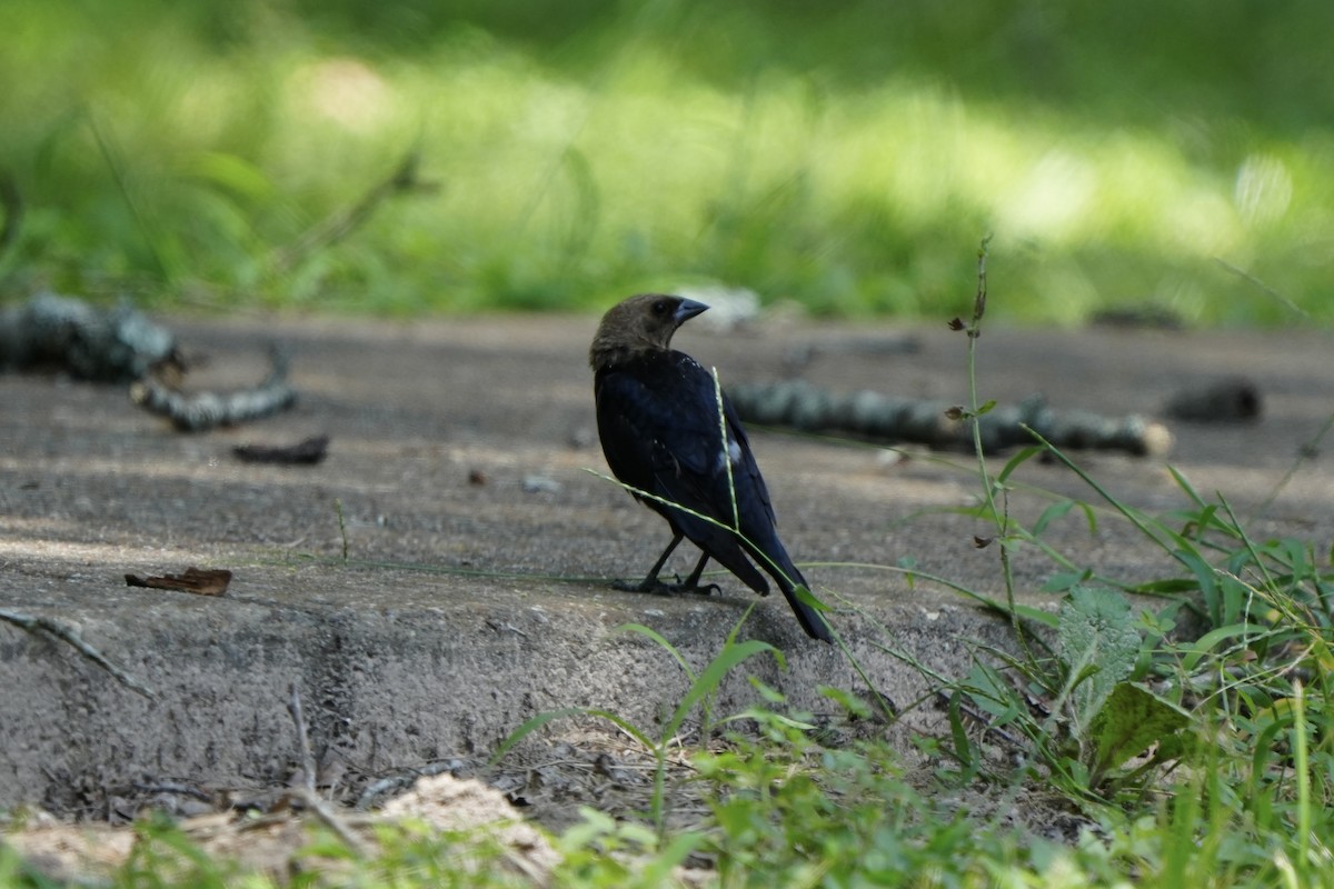 Brown-headed Cowbird - ML638657439