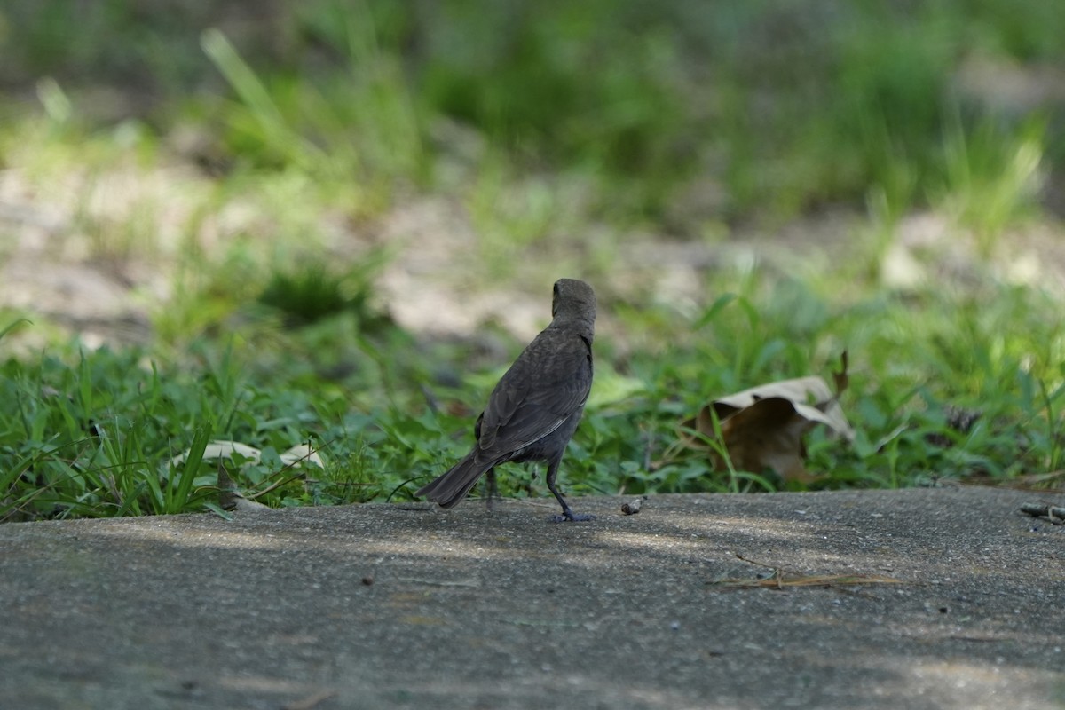 Brown-headed Cowbird - ML638657440