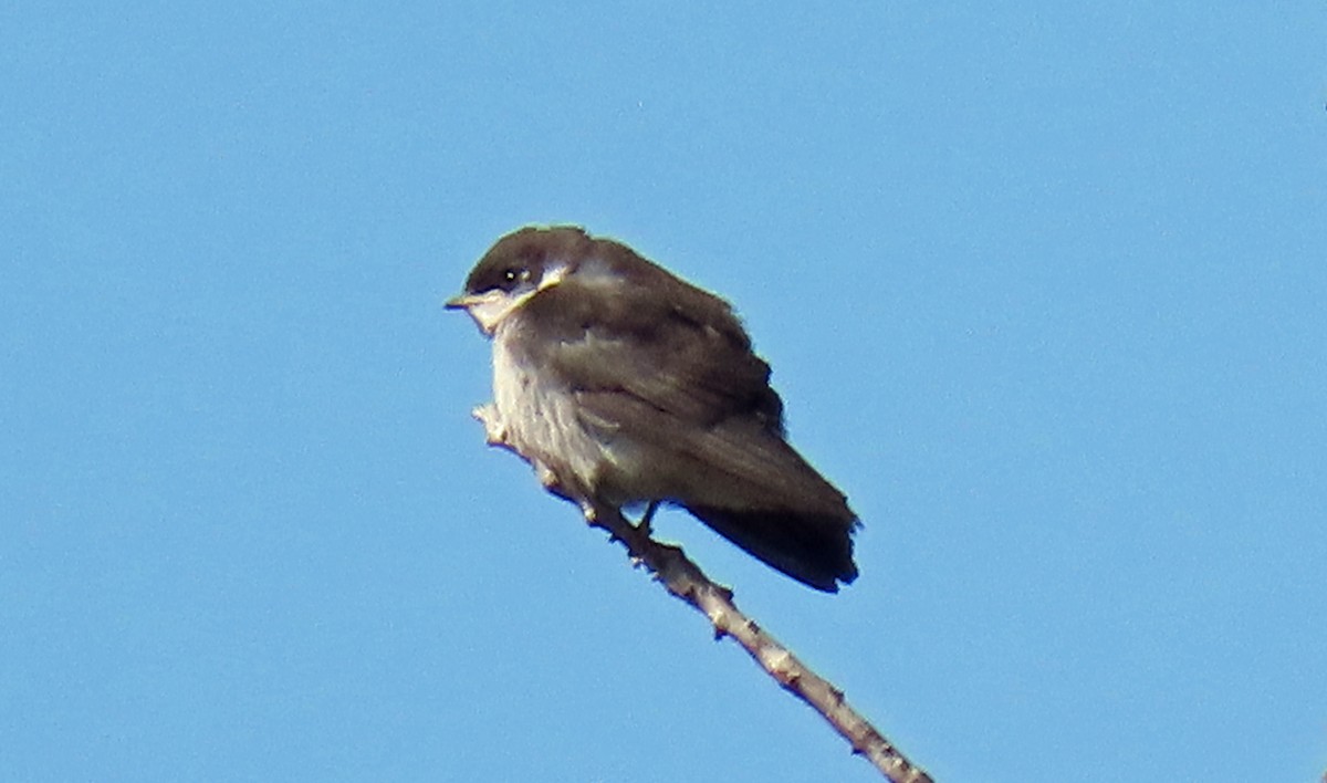 tresvale - ML638657441