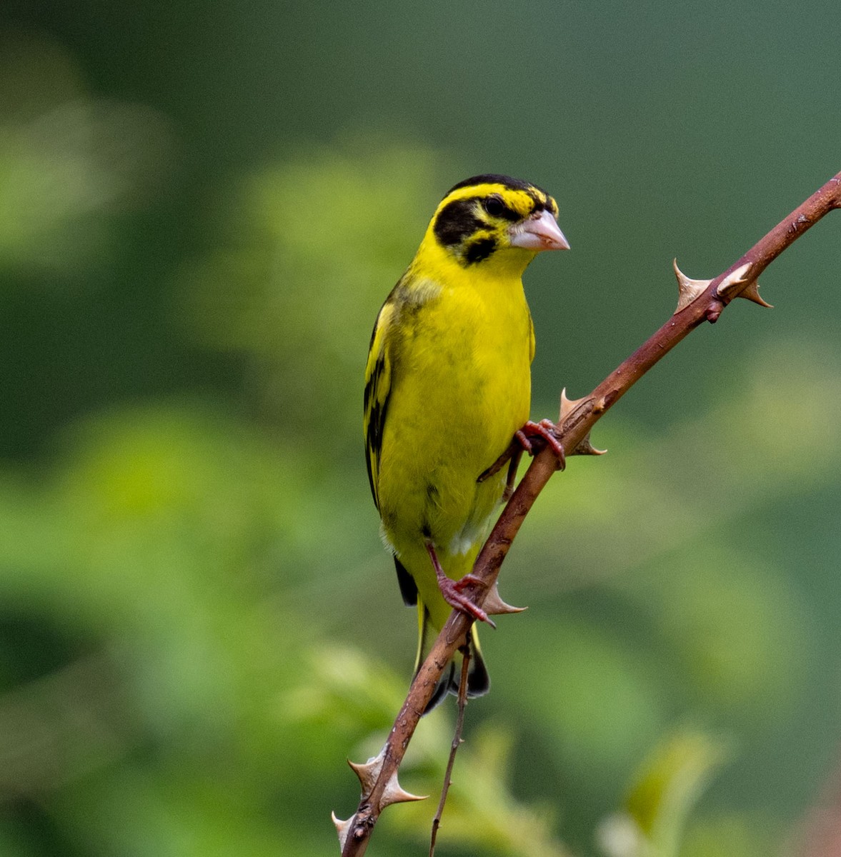 Yellow-breasted Greenfinch - ML638657474