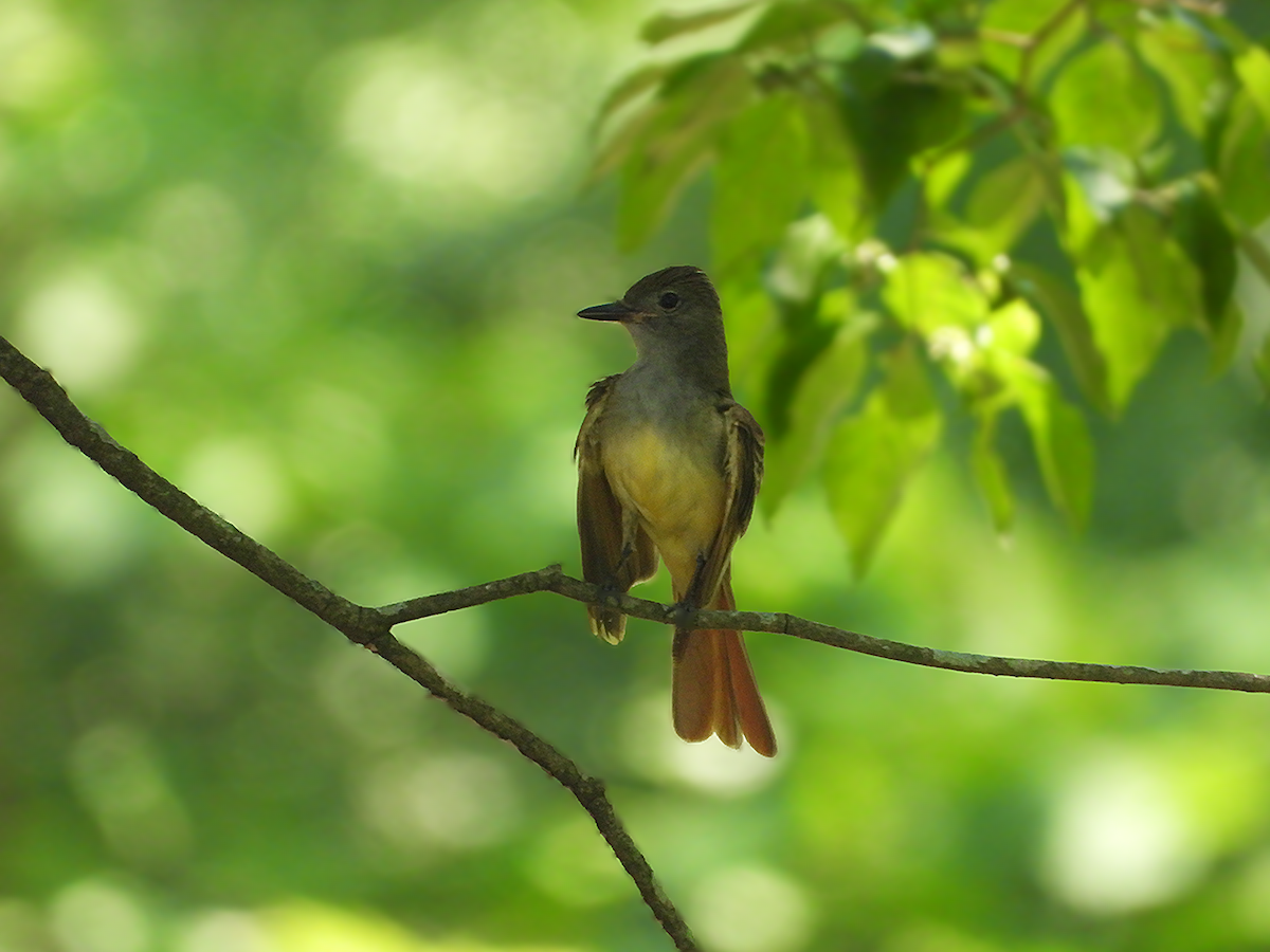 Great Crested Flycatcher - ML638657485