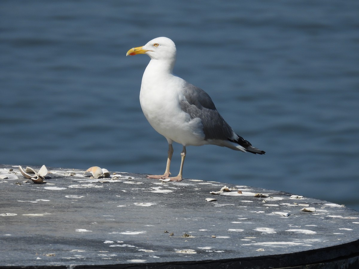 Gaviota Argéntea Americana - ML638657500