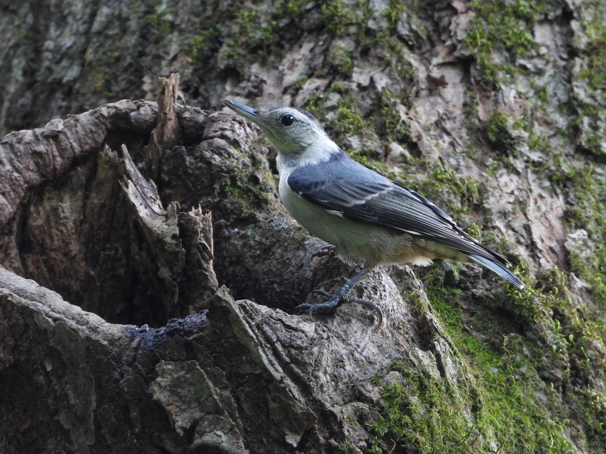 White-breasted Nuthatch - ML638657506