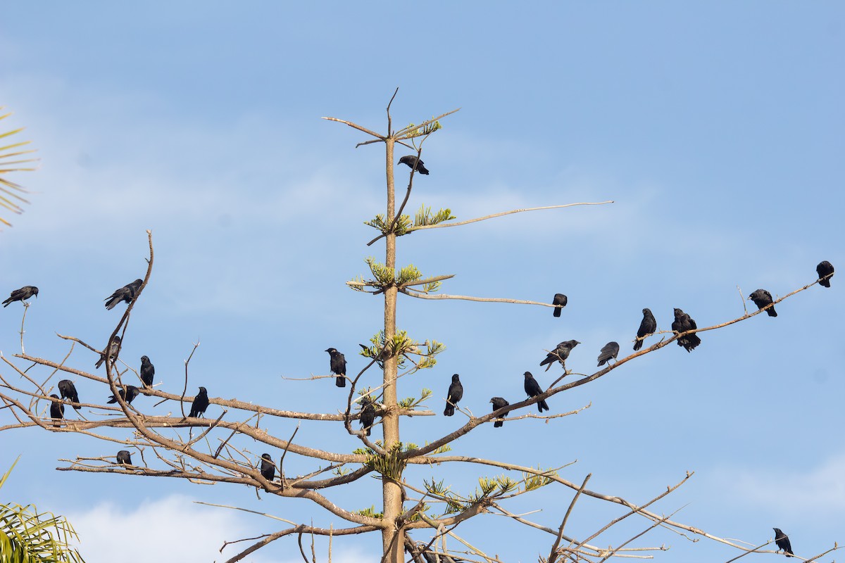 American Crow - ML638657525