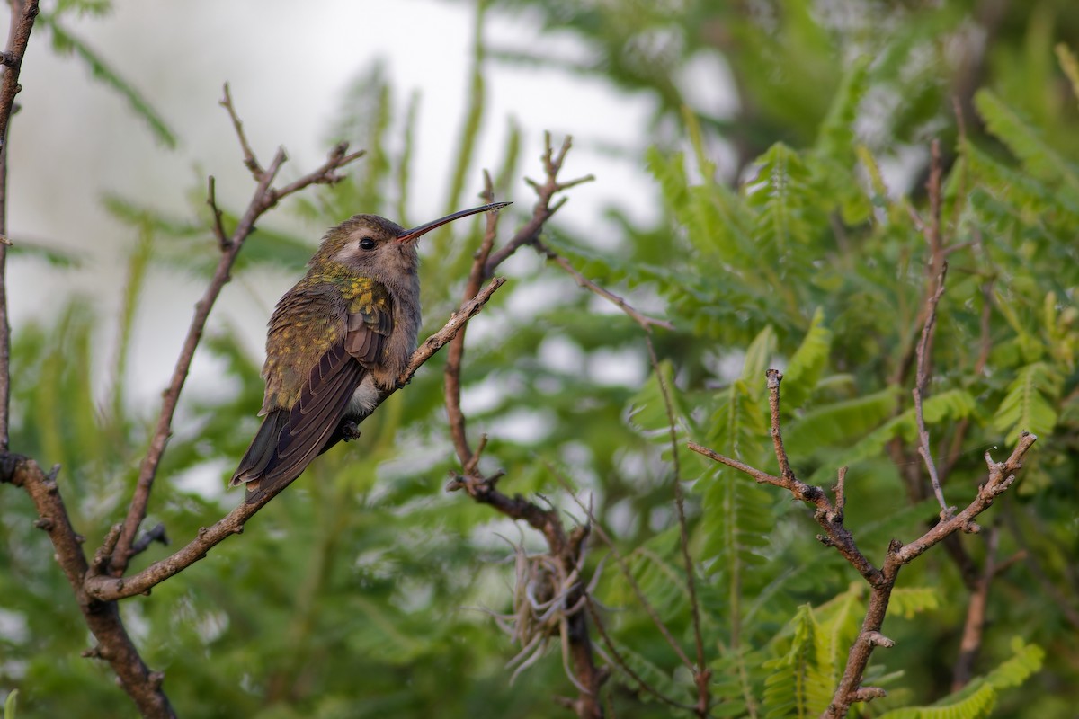 Dusky Hummingbird - ML638657541