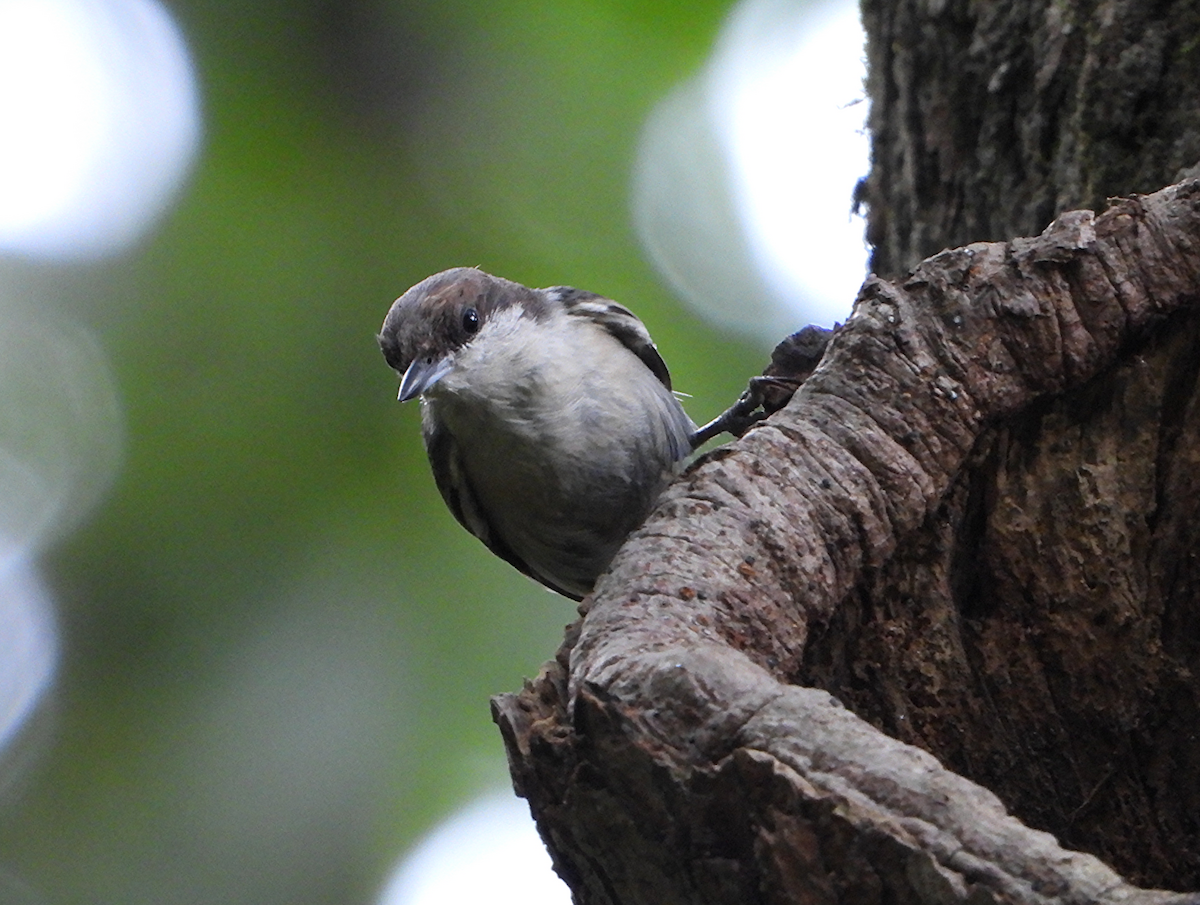 Brown-headed Nuthatch - ML638657543
