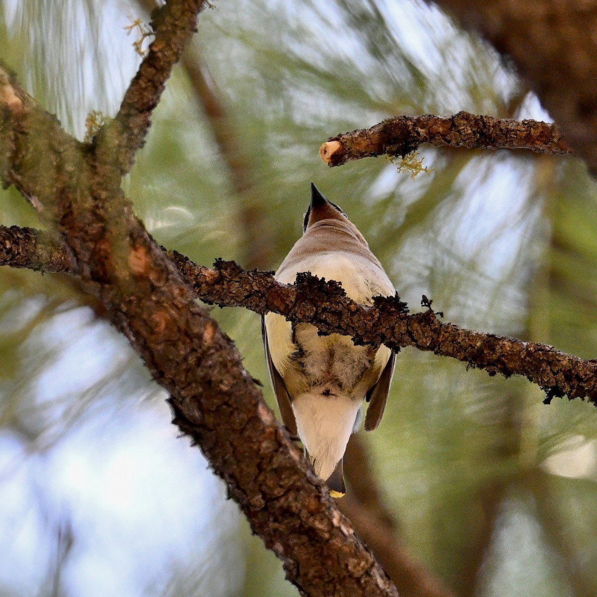 Cedar Waxwing - ML638657544