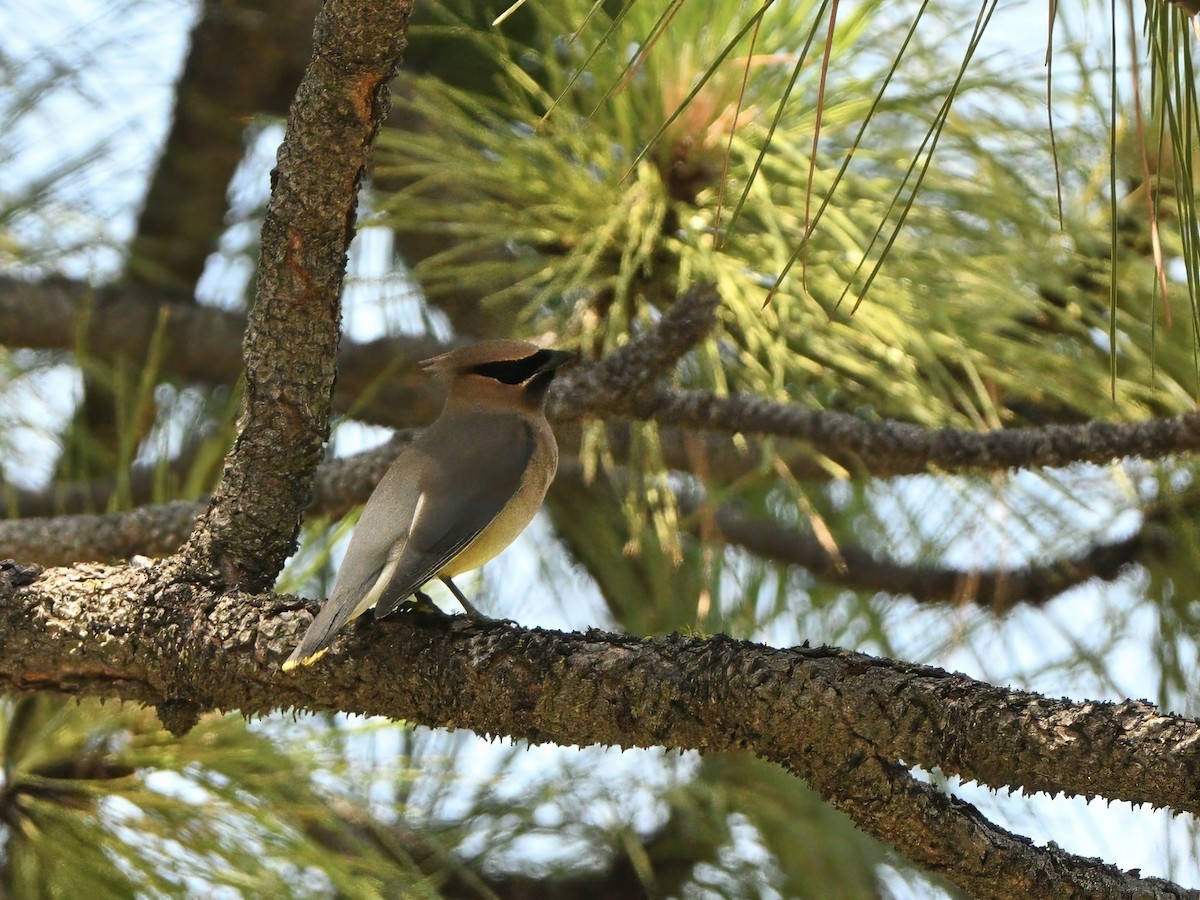 Cedar Waxwing - ML638657547