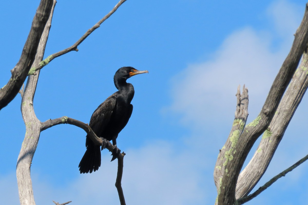 Double-crested Cormorant - ML638657575