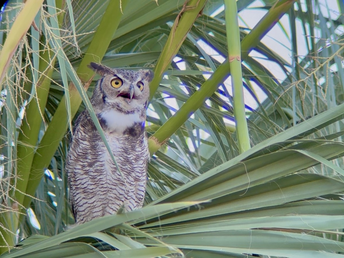 Great Horned Owl - ML638657580