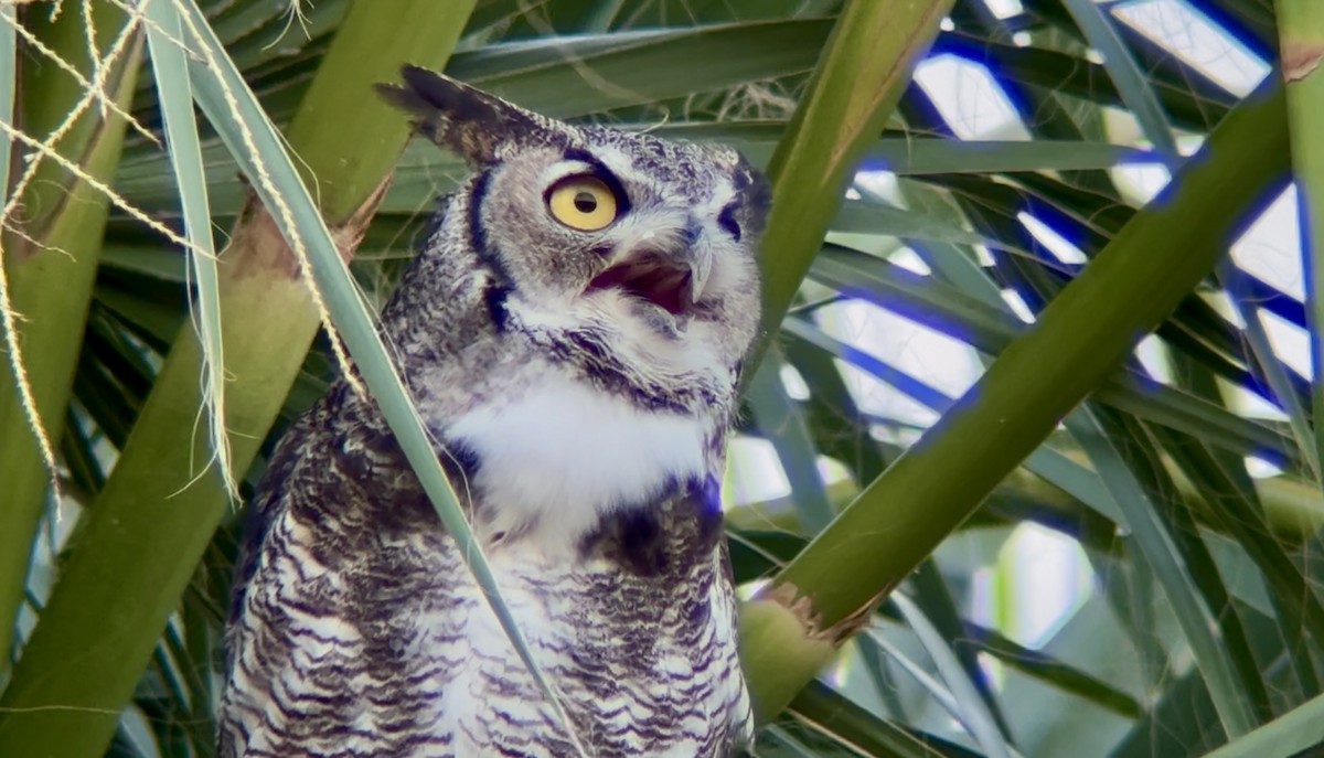 Great Horned Owl - ML638657581