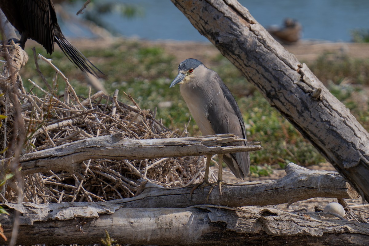 Black-crowned Night Heron - ML638657588
