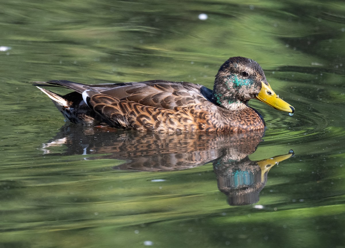 Stockente - ML638657591