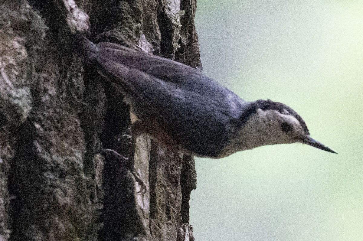 White-cheeked Nuthatch - ML638657613