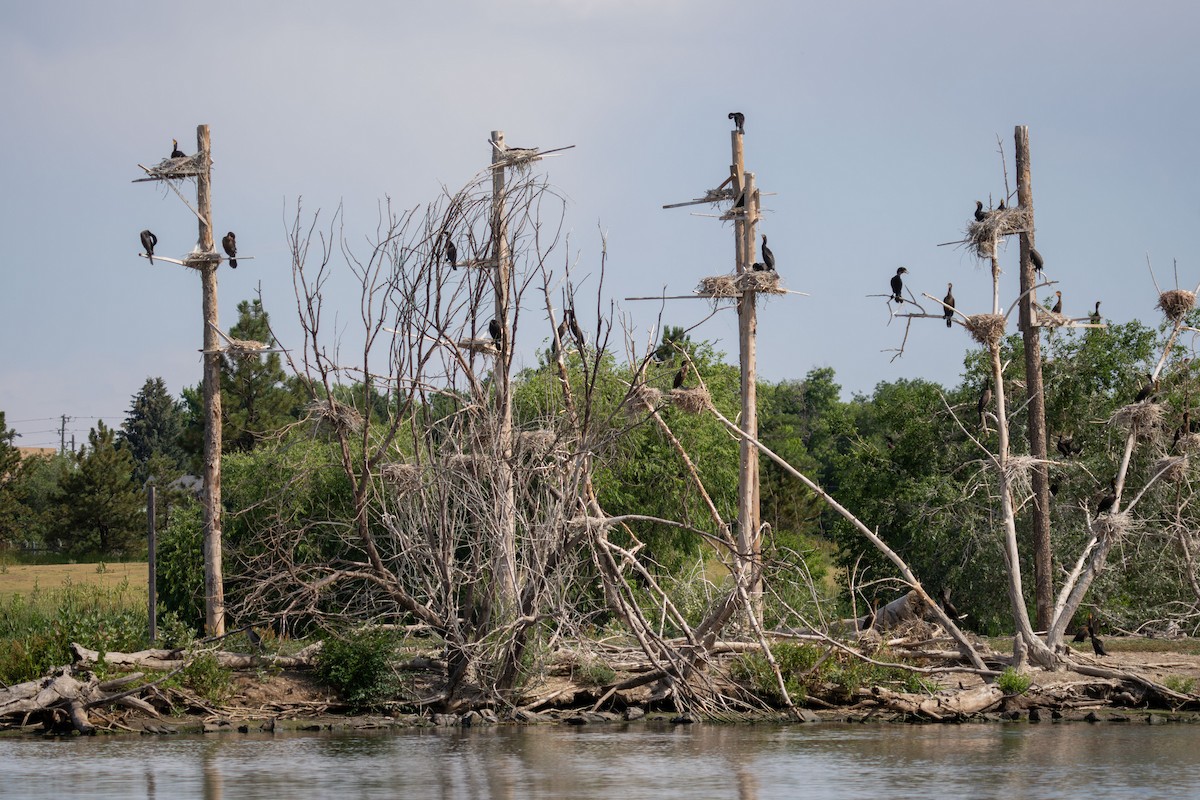 Double-crested Cormorant - ML638657631