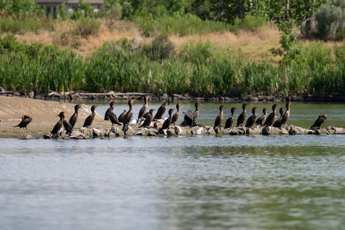Double-crested Cormorant - ML638657635