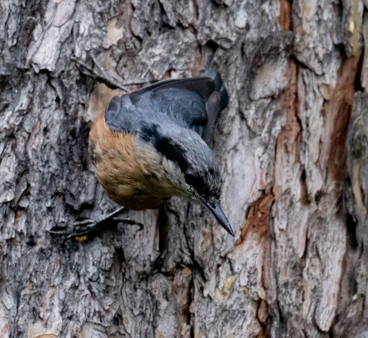 Kashmir Nuthatch - ML638657651