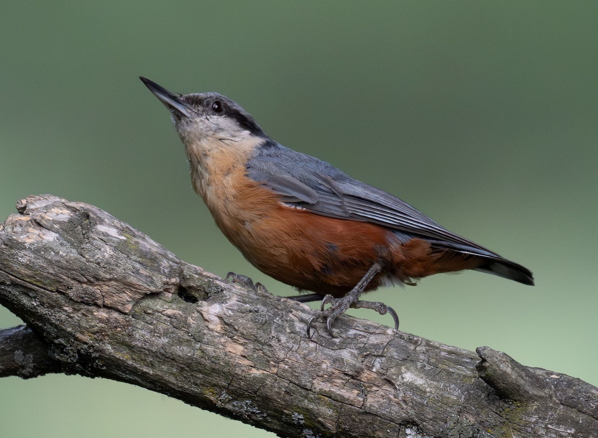 Kashmir Nuthatch - ML638657652