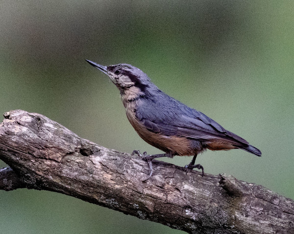 Kashmir Nuthatch - ML638657653
