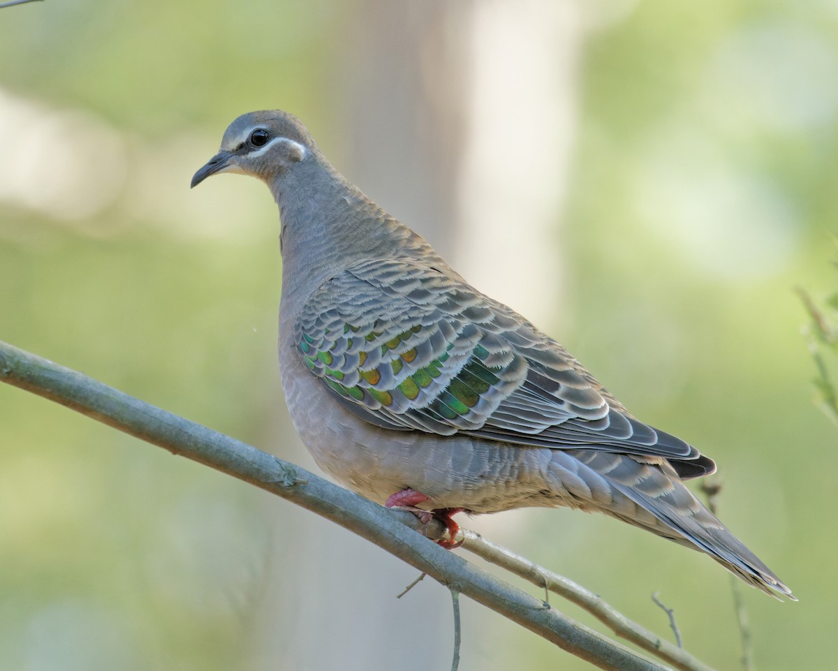 Common Bronzewing - ML638657660