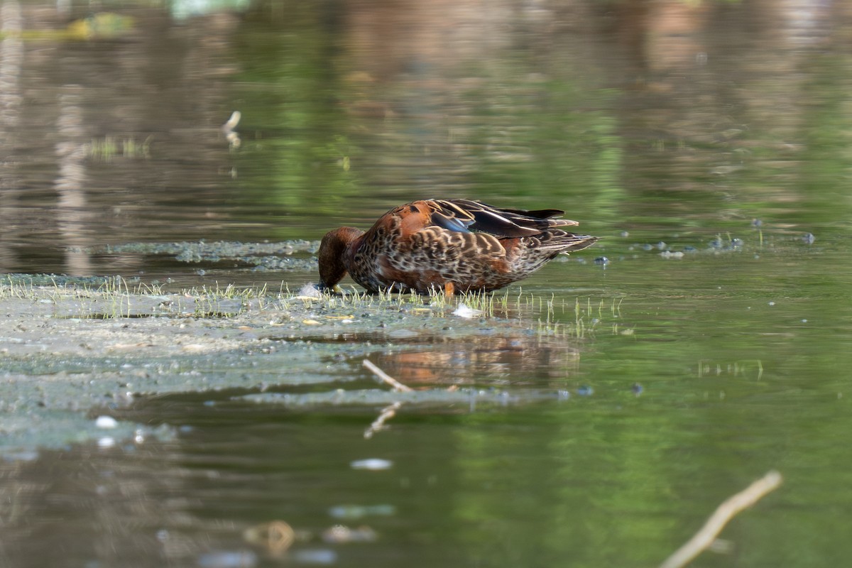 Cinnamon Teal - ML638657663