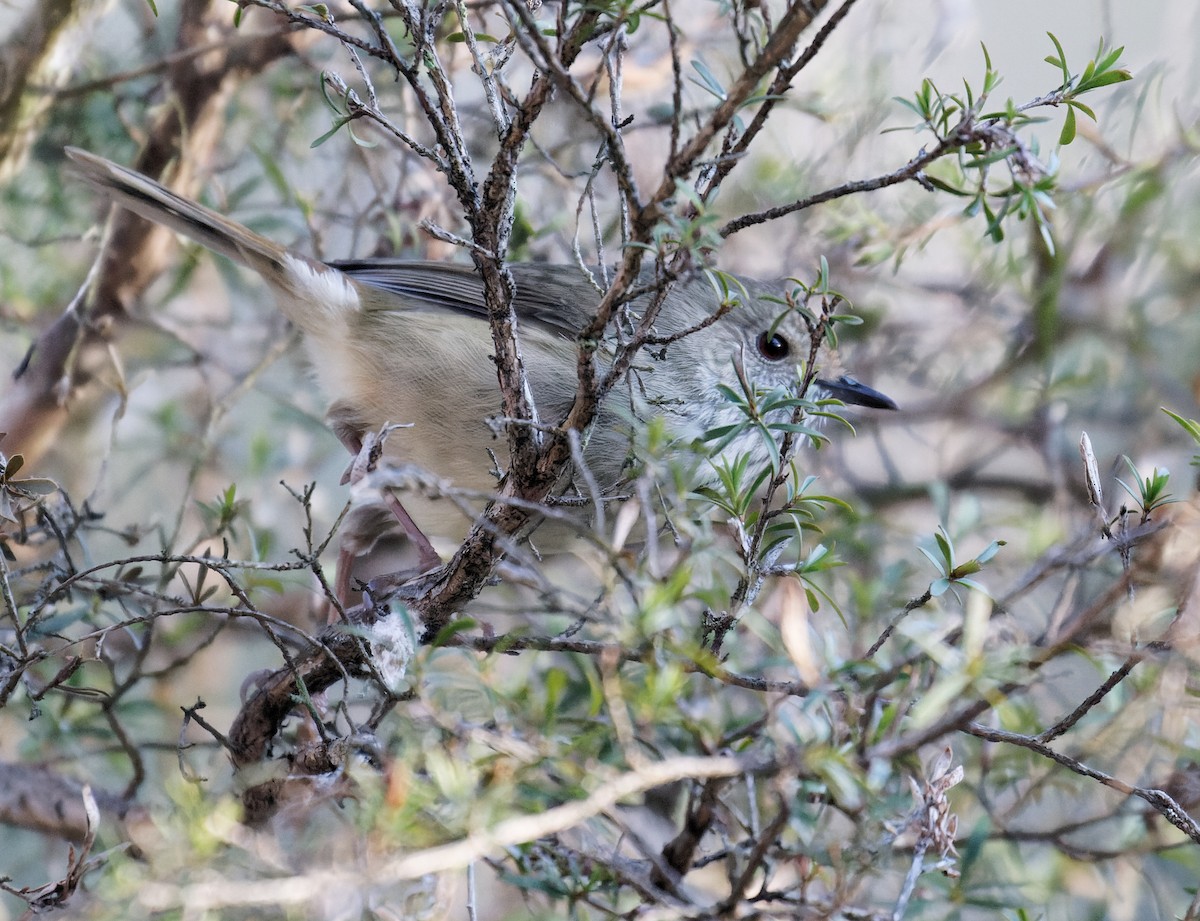 Brown Thornbill - ML638657664