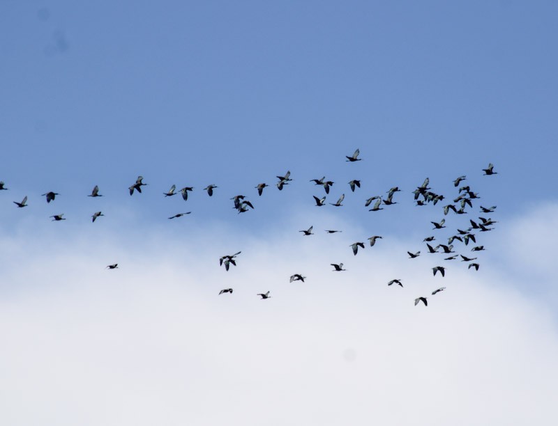 Puna Ibis - ML638657676