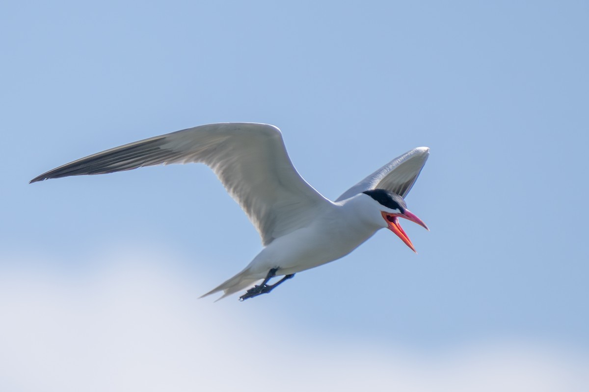 Caspian Tern - ML638657677