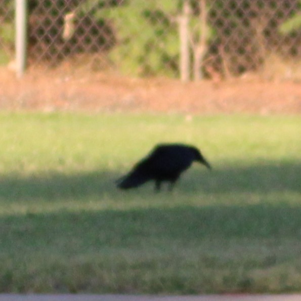 American Crow - ML638657678
